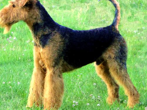 Airedale Terrier: History and Characteristics of the Breed